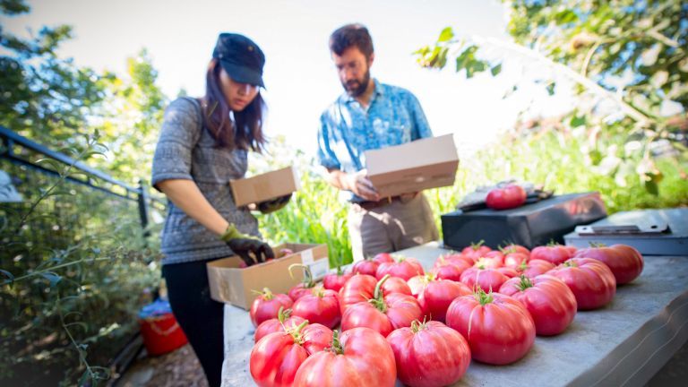 Garden program; tomato picking