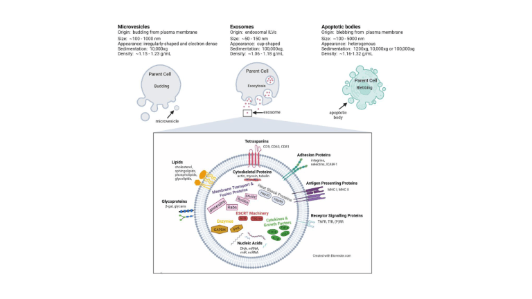 Exosomes