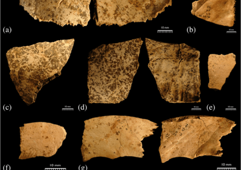 skull fragments from a site in France