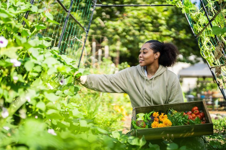 University of the Pacific has moved closer to its goal of a gold rating for sustainability.