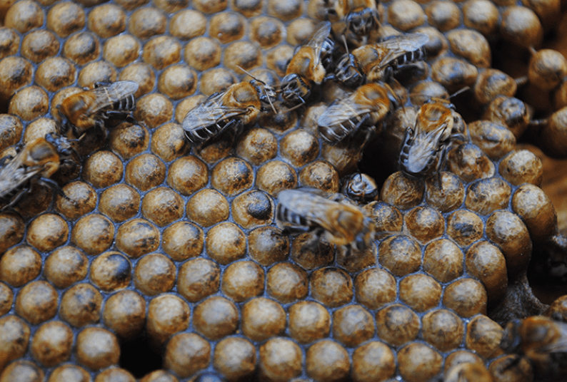 Melipona scutellaris, a stingless bee which produces a substance called geopropolis to seal its hive. Geopropolis contains a compound with antiinflammatory properties. Photo credit: Cícero R. C. Omena.