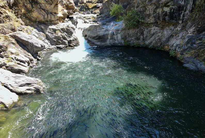 Butte Creek Spring Run Salmon