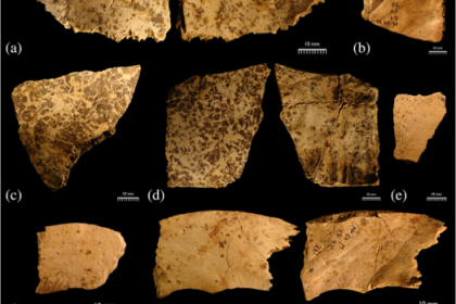 skull fragments from a site in France