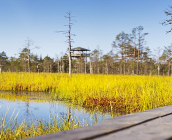 a wooden foot bridge over water