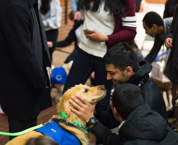 students with therapy dogs