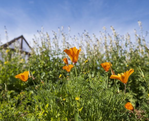 california poppies